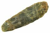 Fossil Sauropod Dinosaur (Titanosaur) Tooth - Morocco #298723-1